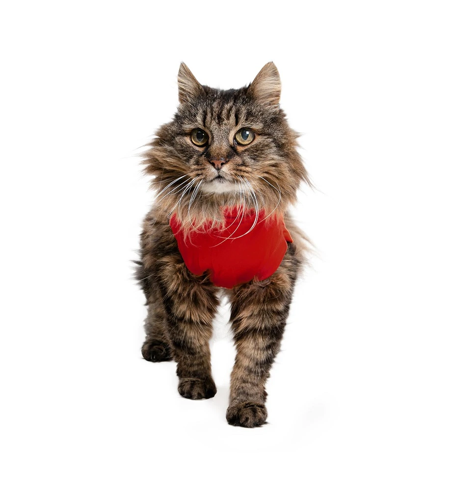 Medical Pet Shirt (Kat / Rood) - Image 2