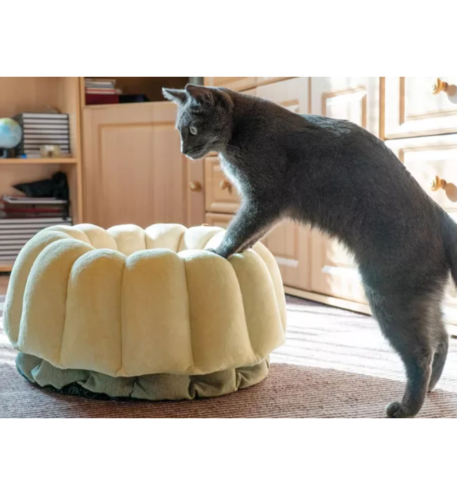 Petlando Ligmand Kat Vienna - Image 3